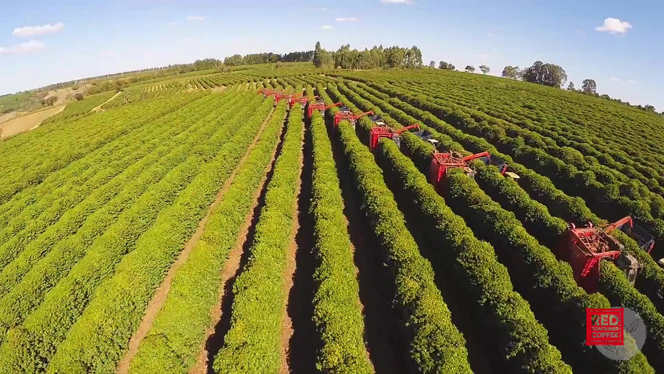 red container coffee_vid